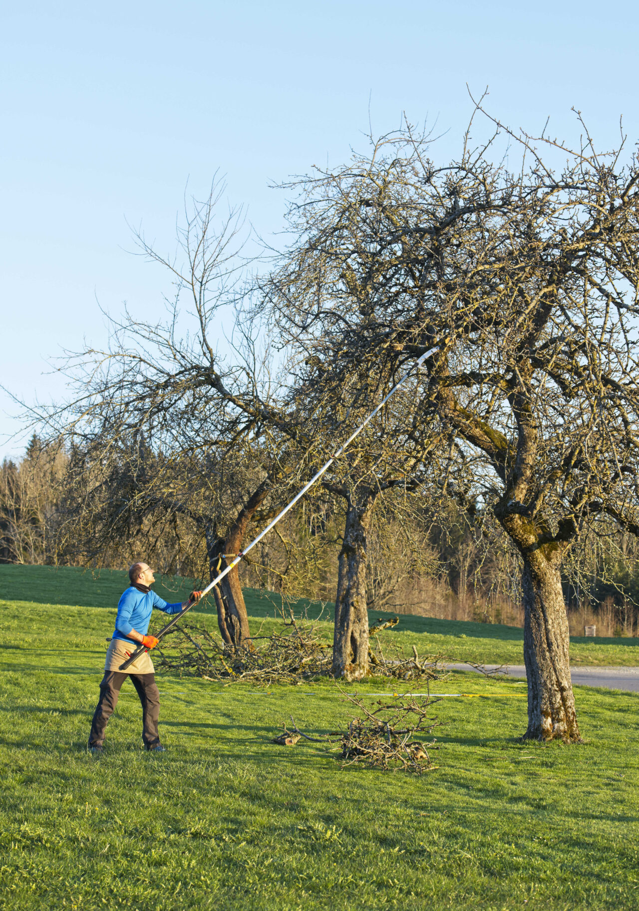 44+ Obstbaum Pflanzen Schneiden, Wer meint, dass ein schnitt beim