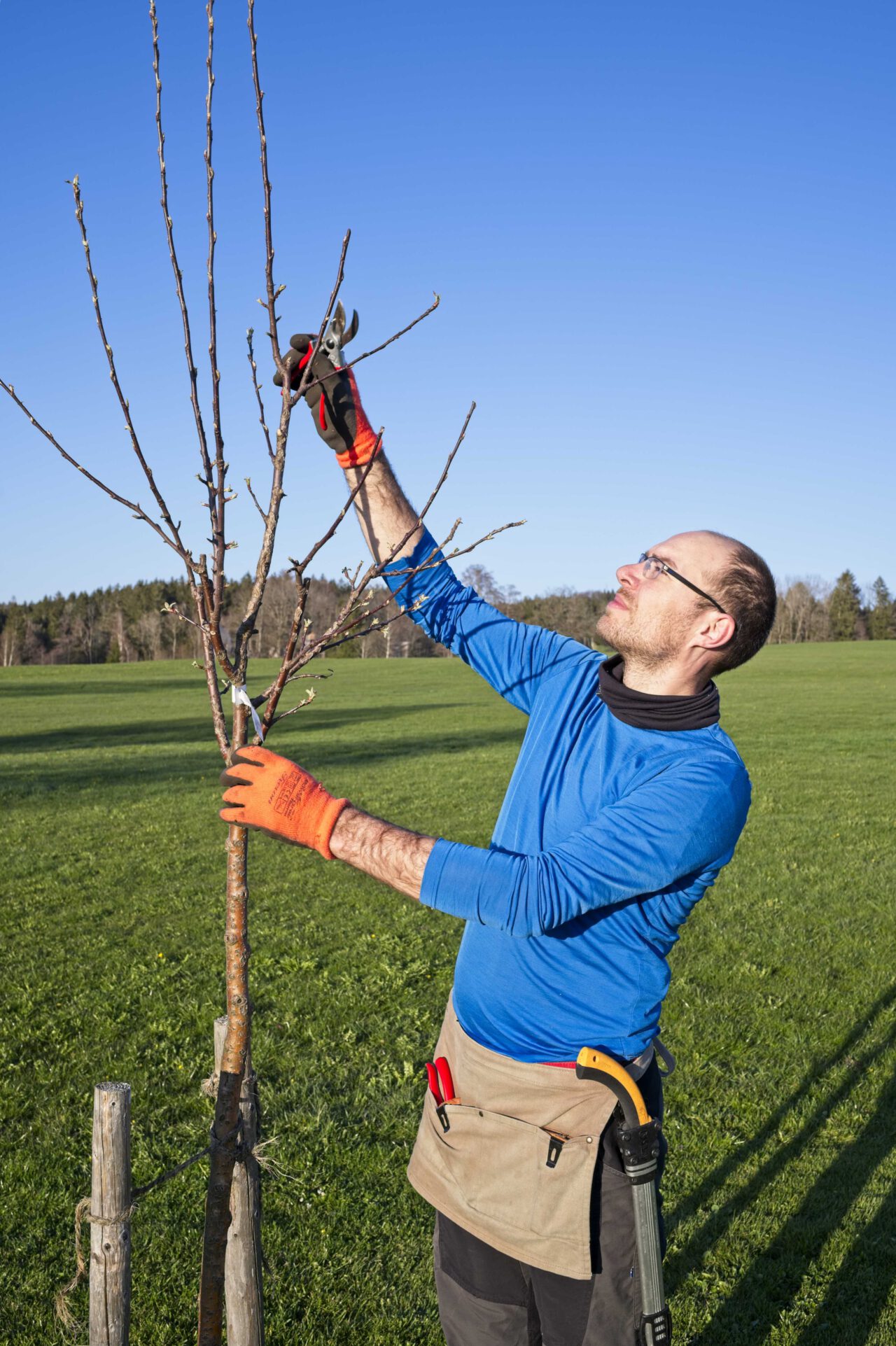 Der Baumschneider Pflanzen Schneiden Veredeln